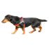 JULIUS-K9 шлейка для собак Ремни Color & Gray IDC® 2 (67-97см / 28-40кг), красный СКИДКА 50% JULIUS-K9 шлейка для собак Ремни Color & Gray IDC® 2 (67-97см / 28-40кг), красный СКИДКА 50%