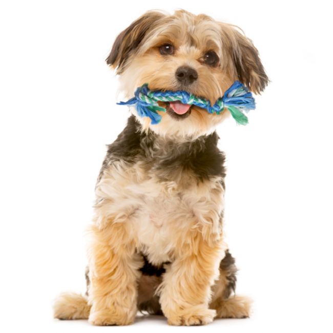 Petstages игрушка для собак Mini "ОРКА Дентал набор" 15 см Petstages игрушка для собак Mini "ОРКА Дентал набор" 15 см